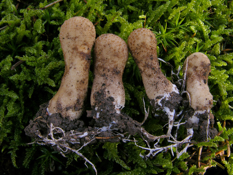 Scavando nell''archivio....